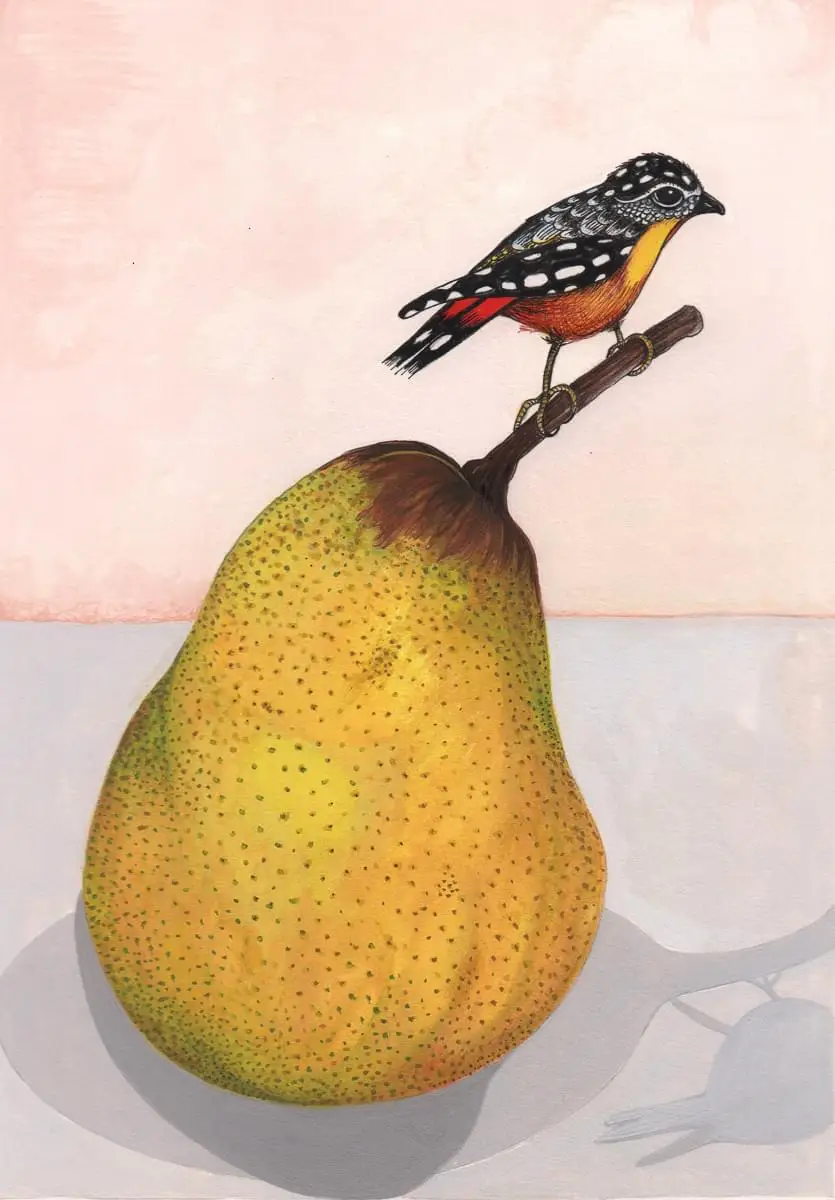 Pear and Pardalote_gouache & pencil